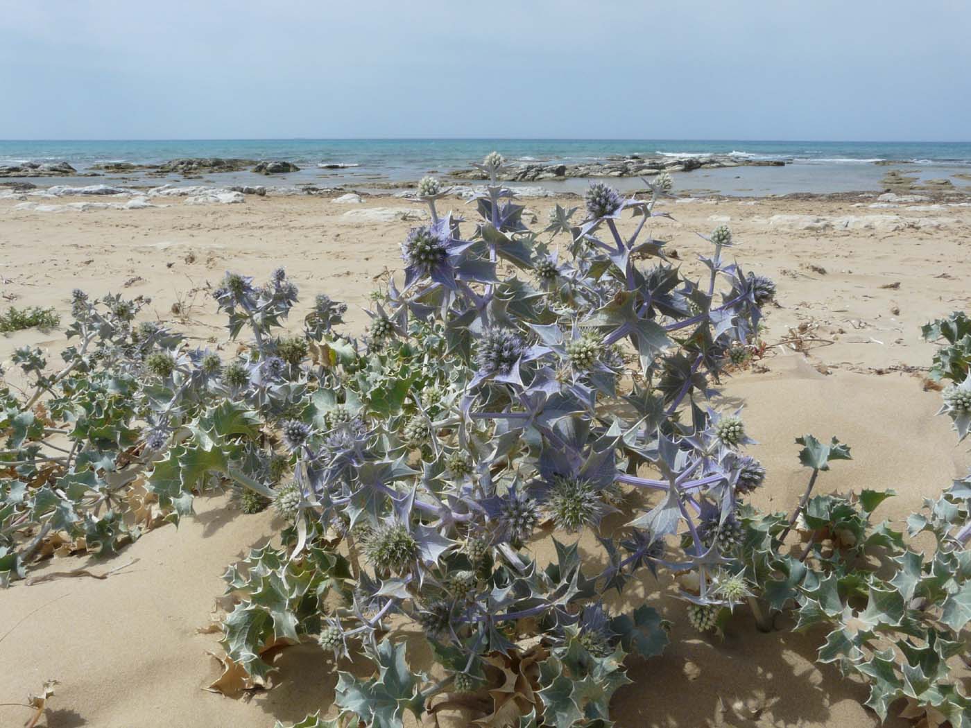 Eryngium maritimum / Calcatreppola marittima